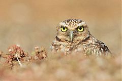 Burrowing Owl